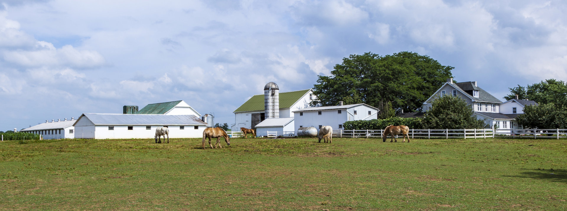 Farm with horses grazing and house and barn in background