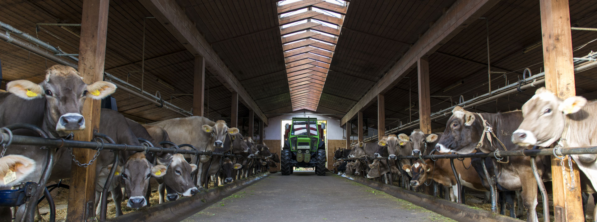 Cows in barn with tractor