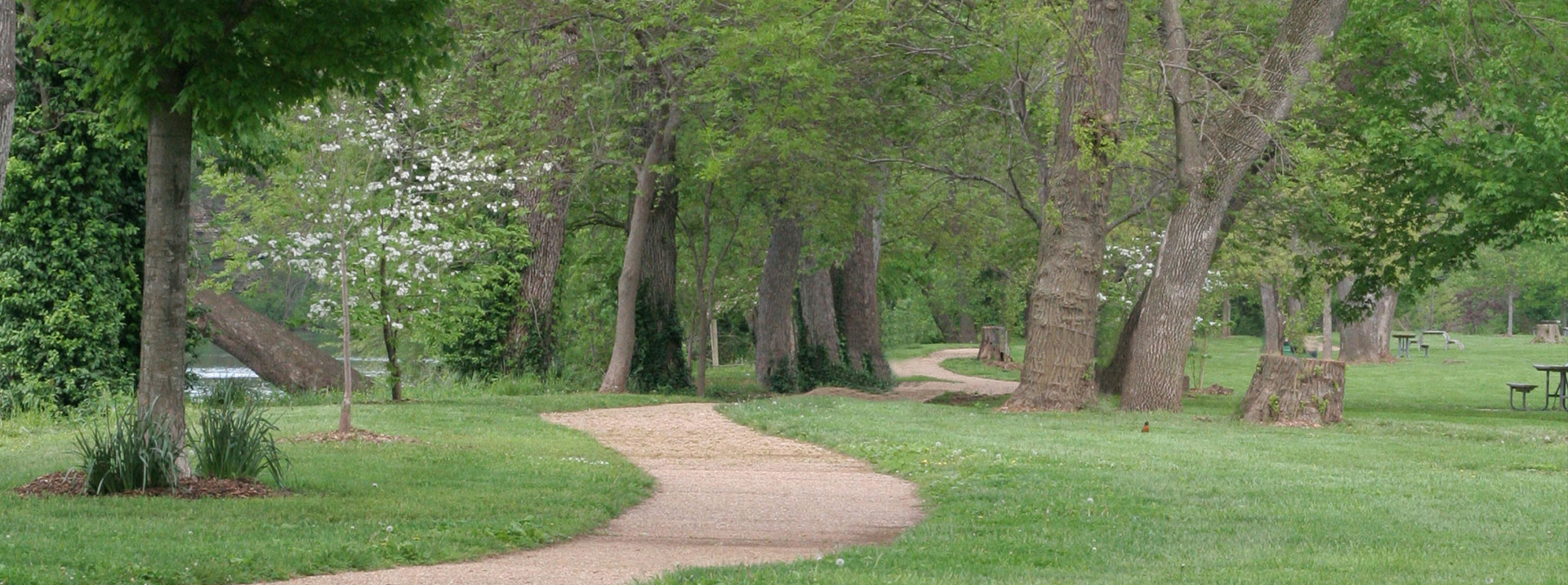 Pathway with trees and grass